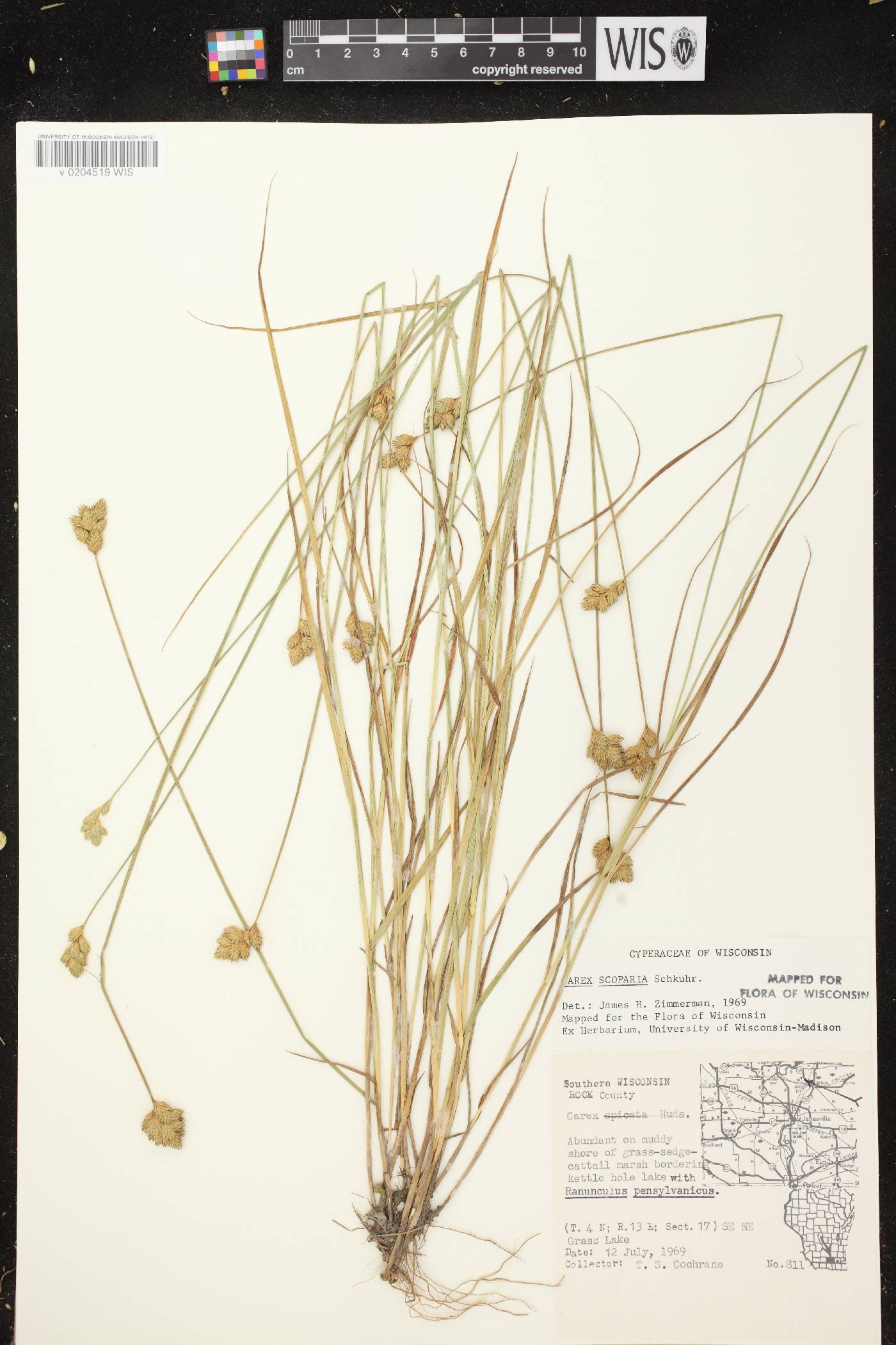 Carex scoparia var. scoparia image