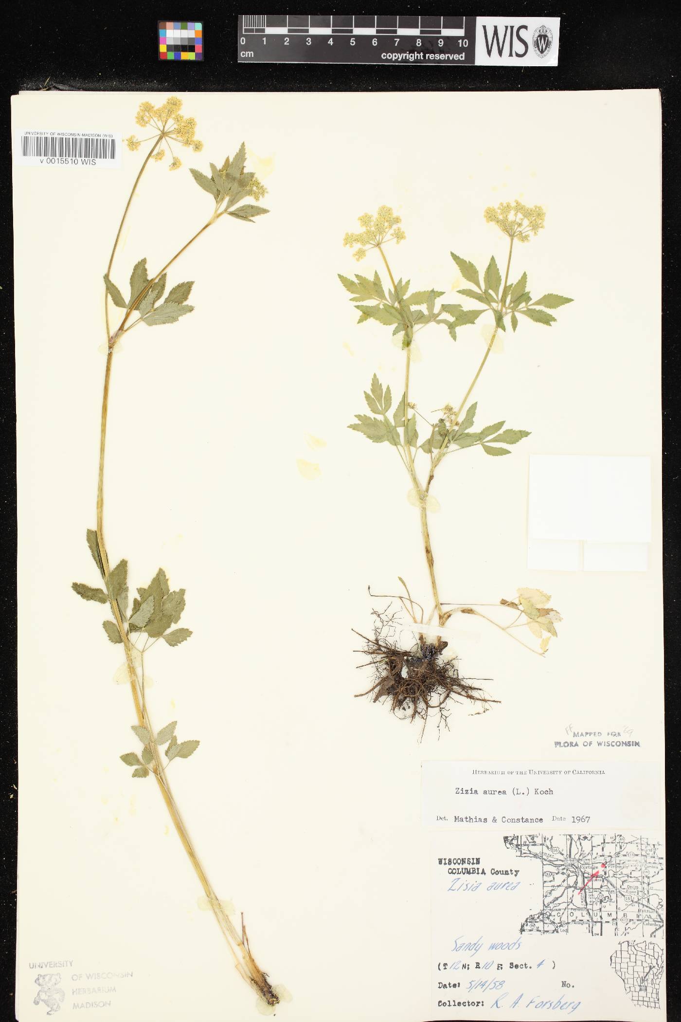 Zizia aurea image