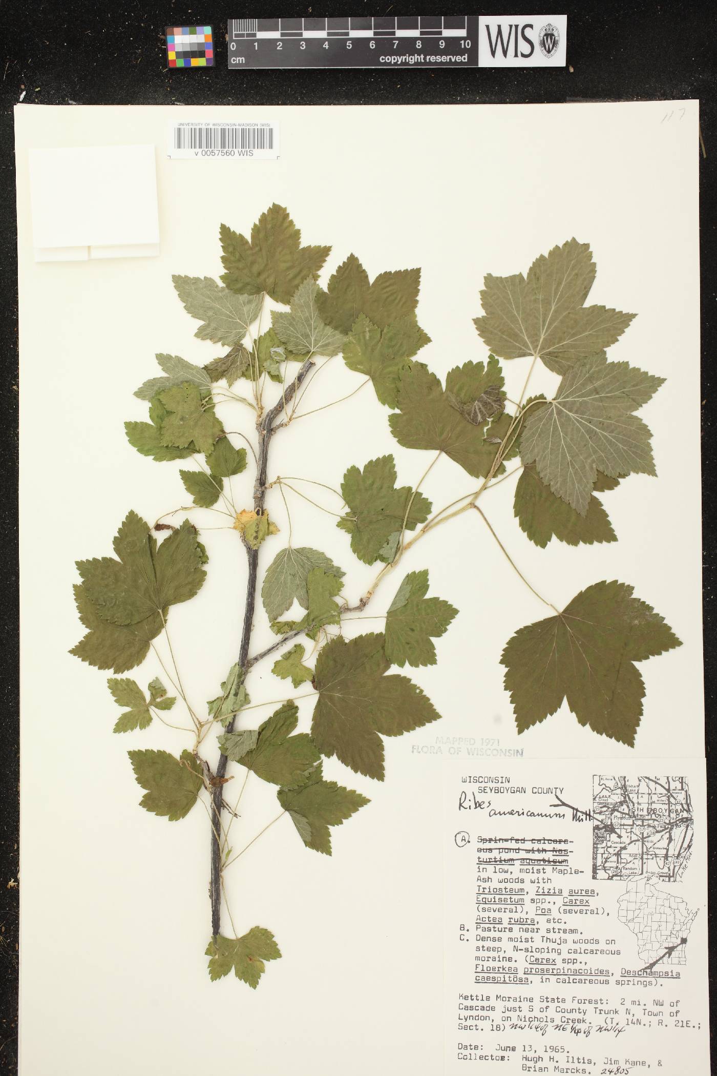 Ribes americanum image
