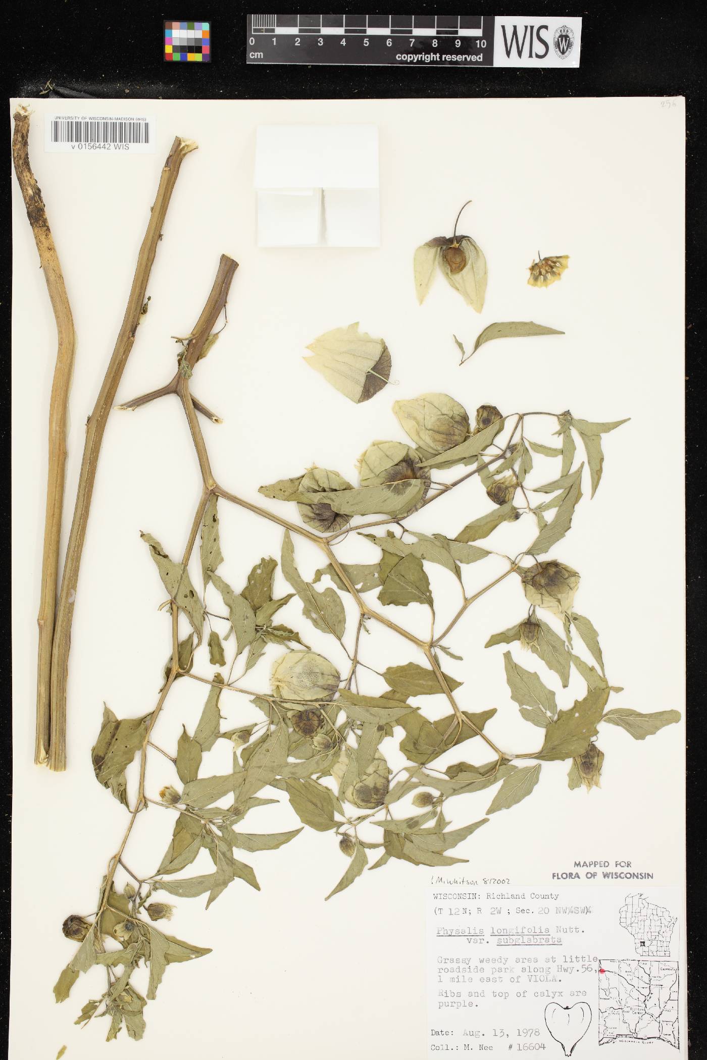 Physalis longifolia image