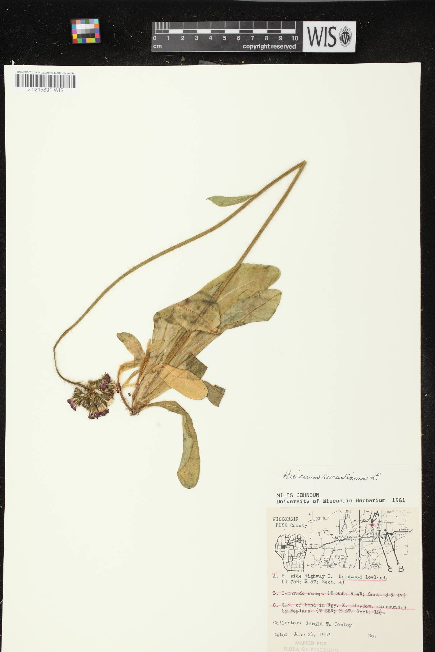Hieracium aurantiacum image