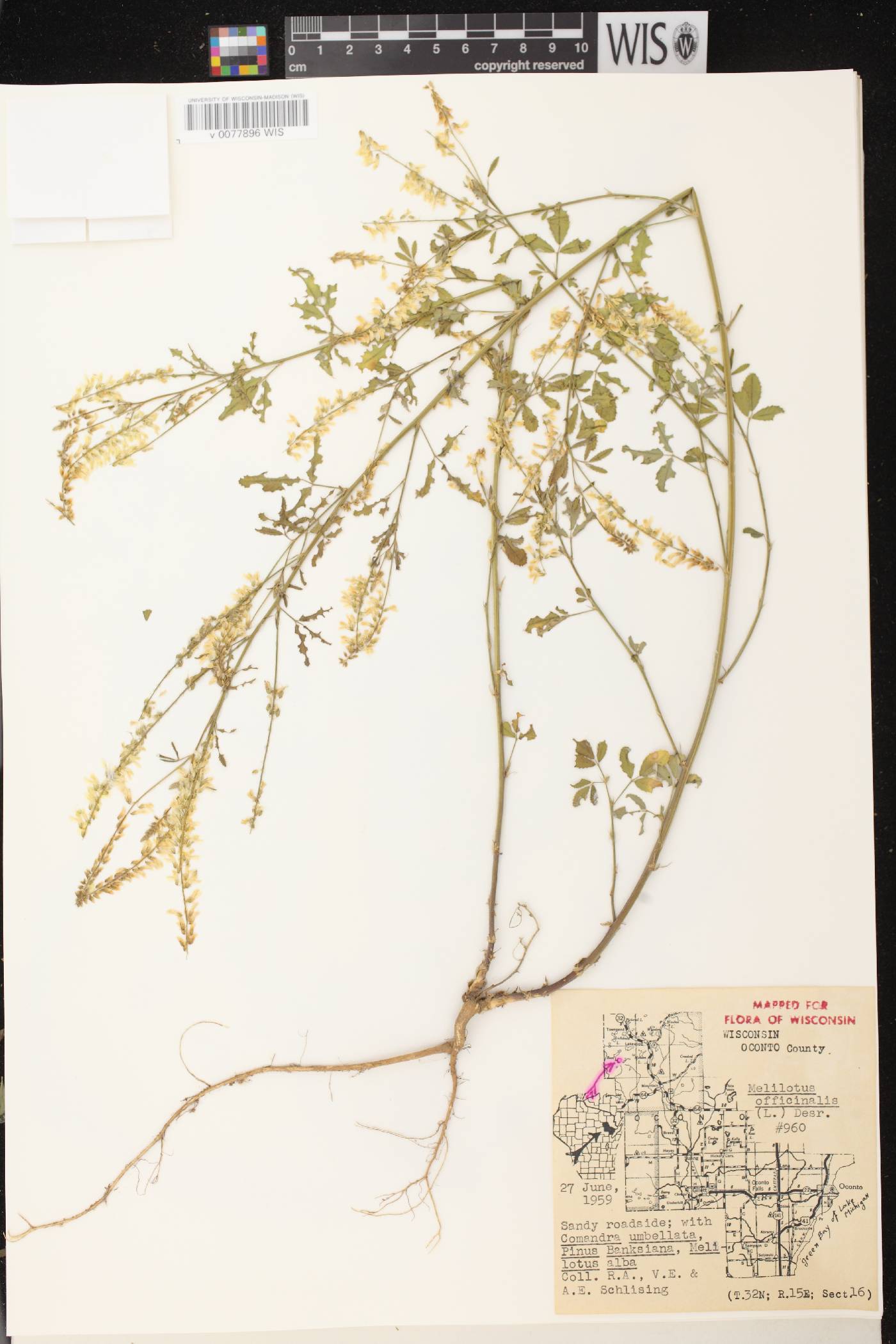 Melilotus officinalis image