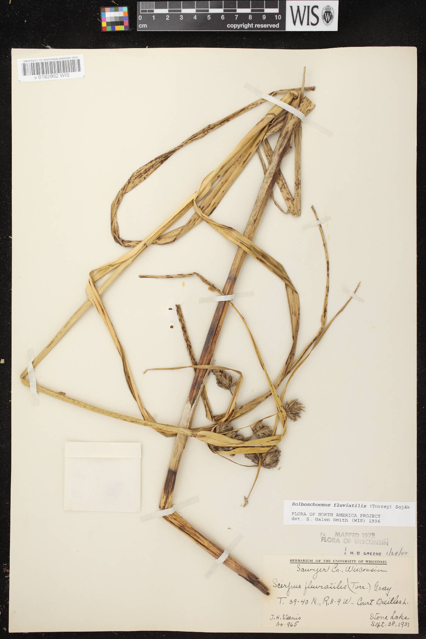 Bolboschoenus fluviatilis image