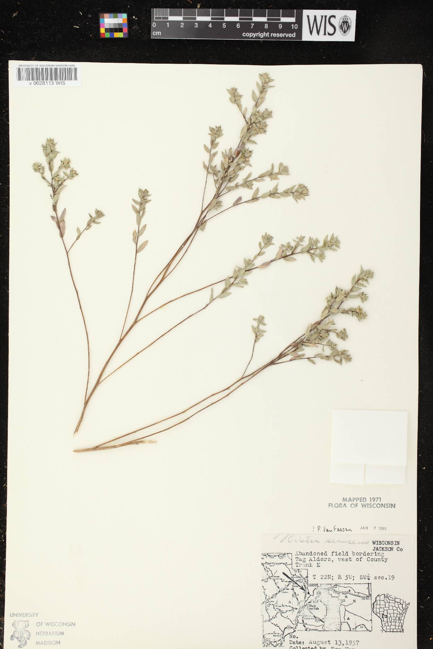 Symphyotrichum sericeum image