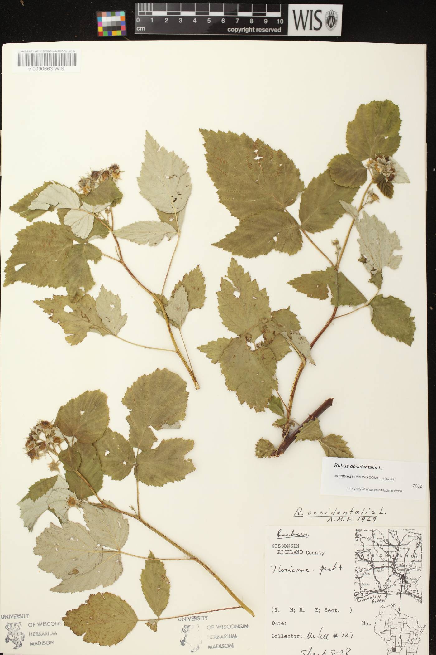 Rubus occidentalis image
