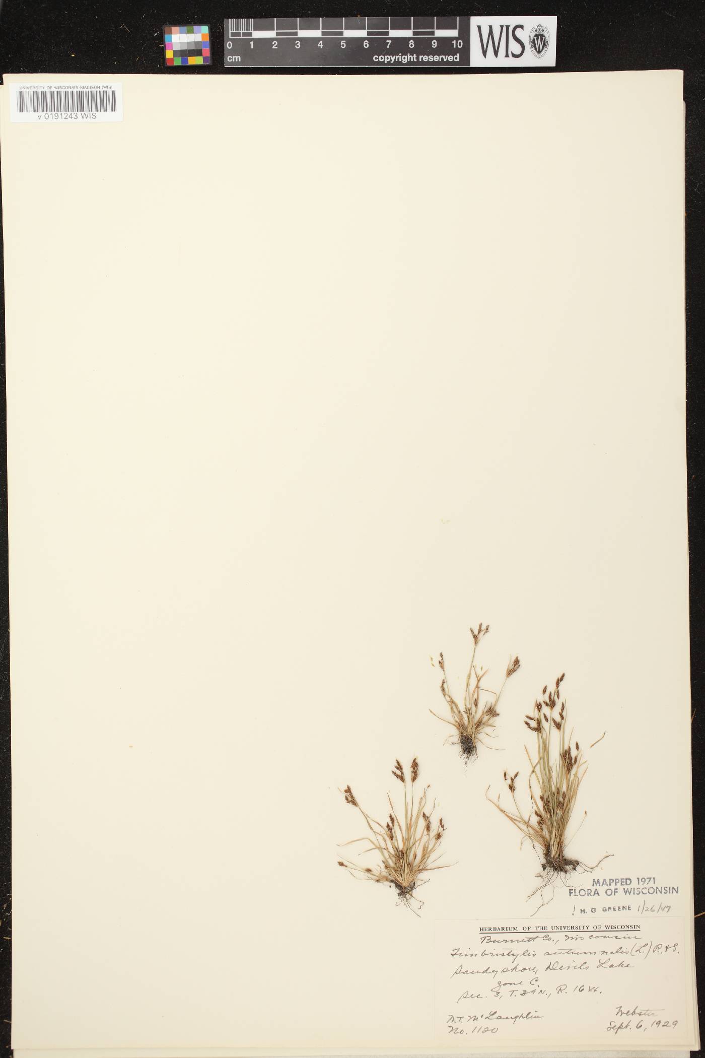 Fimbristylis autumnalis image