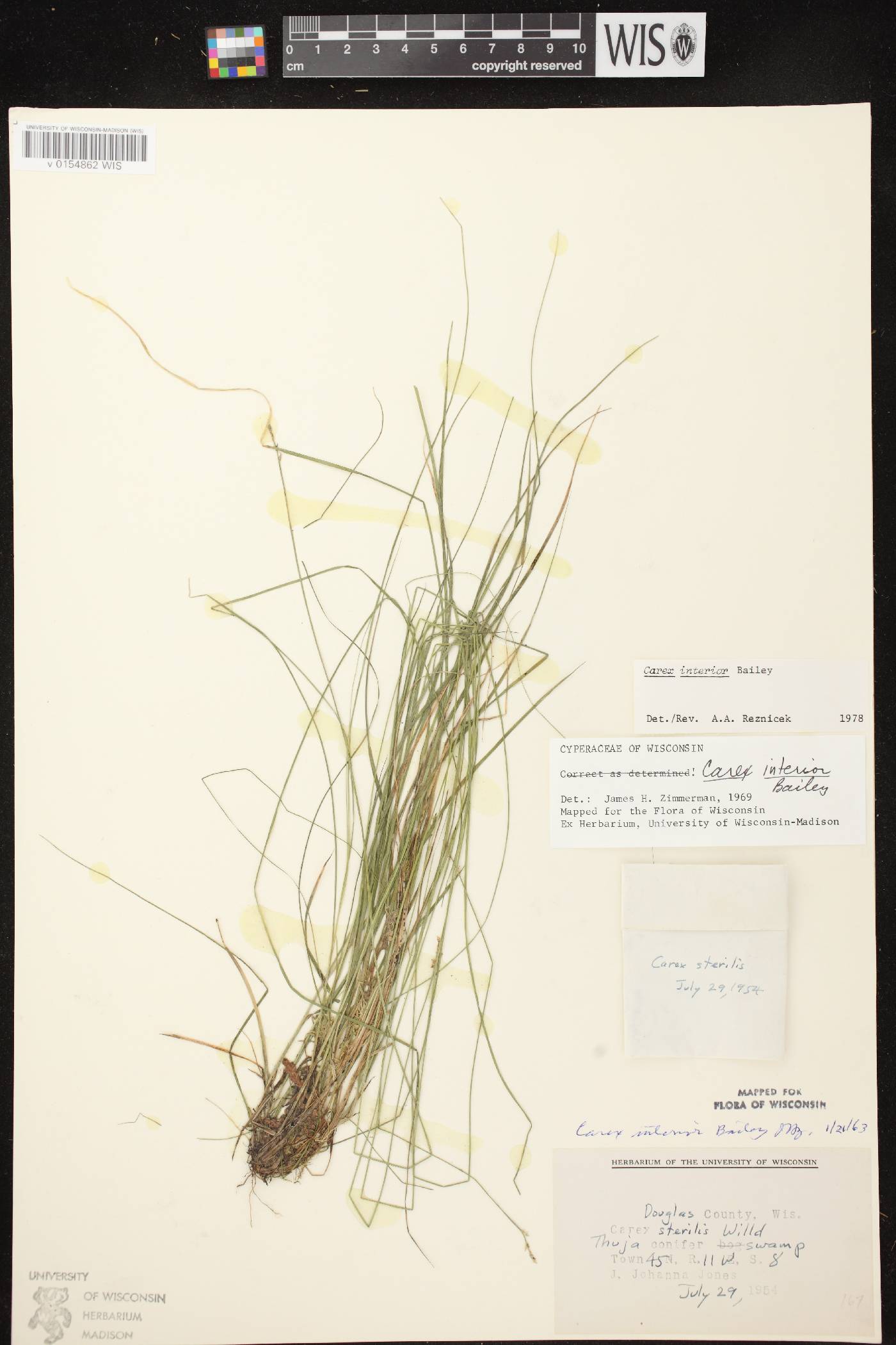 Carex interior image