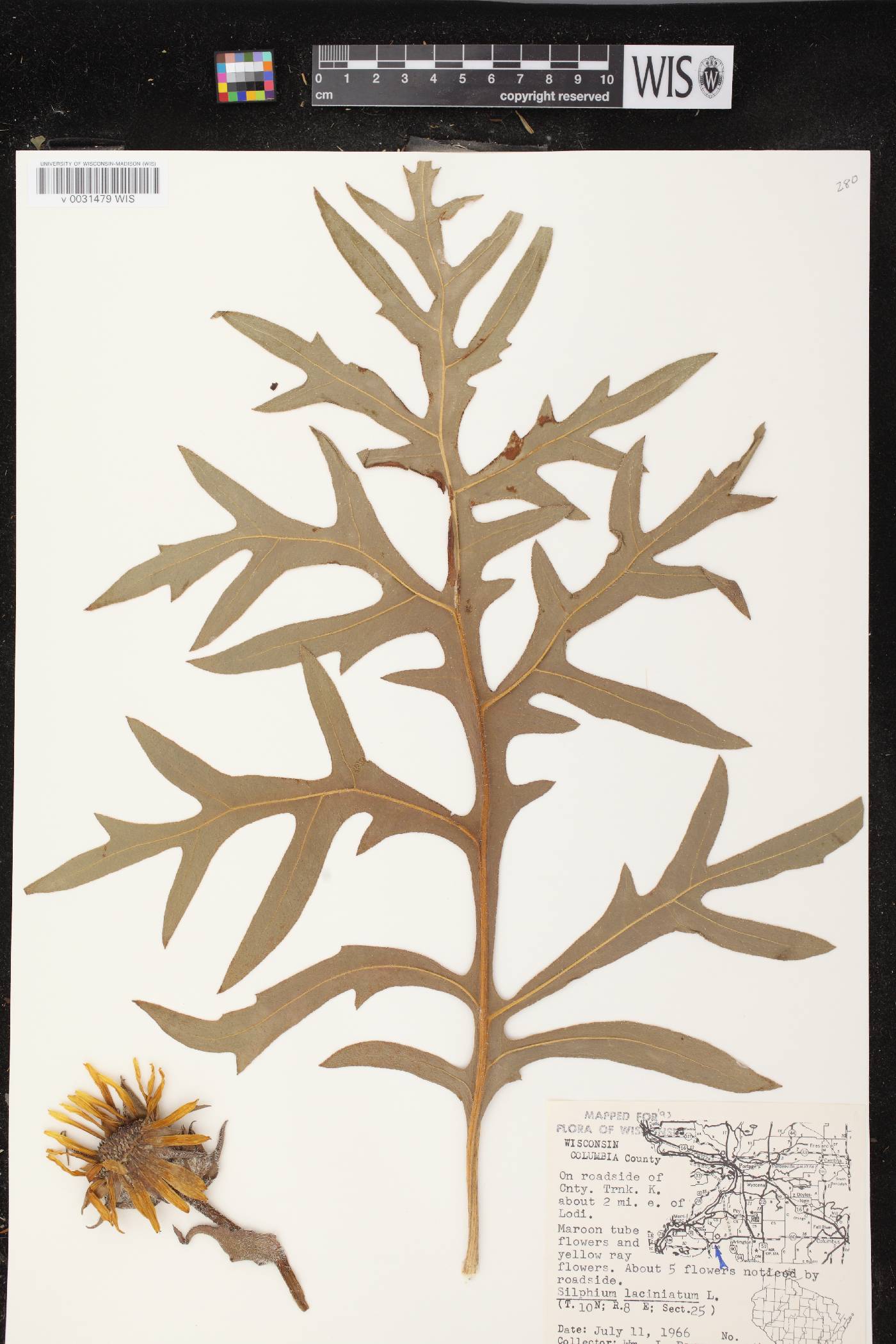 Silphium laciniatum image