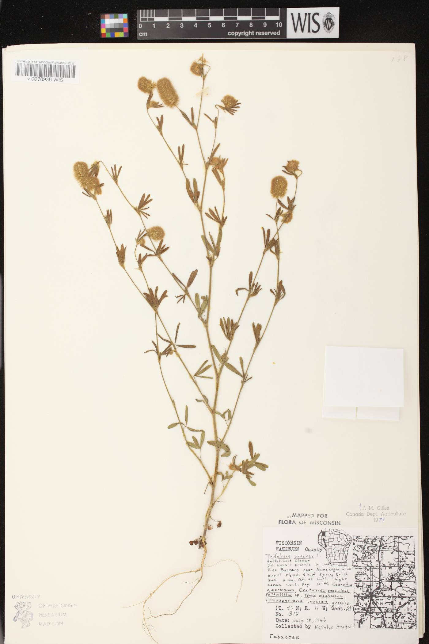 Trifolium arvense image
