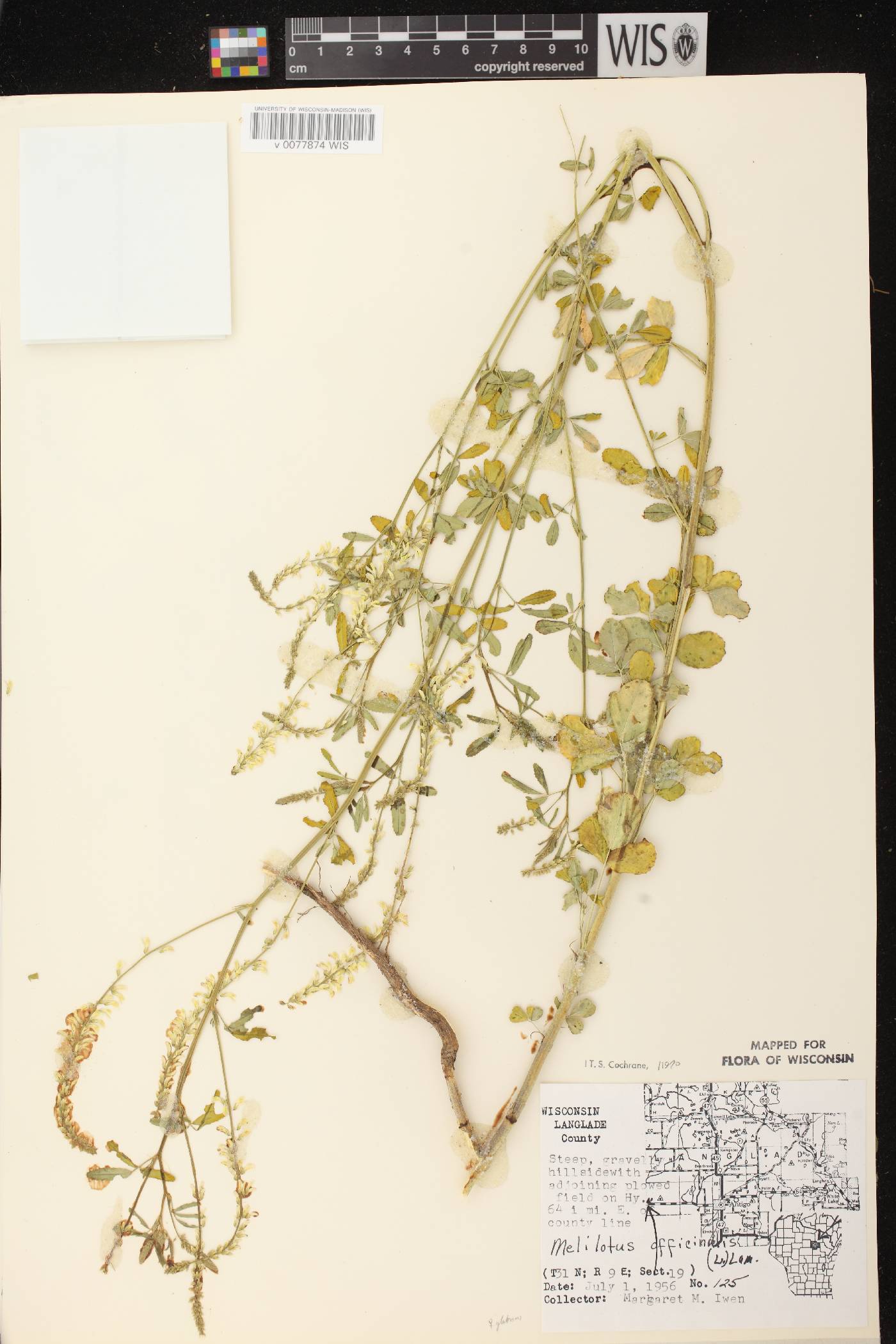Melilotus officinalis image