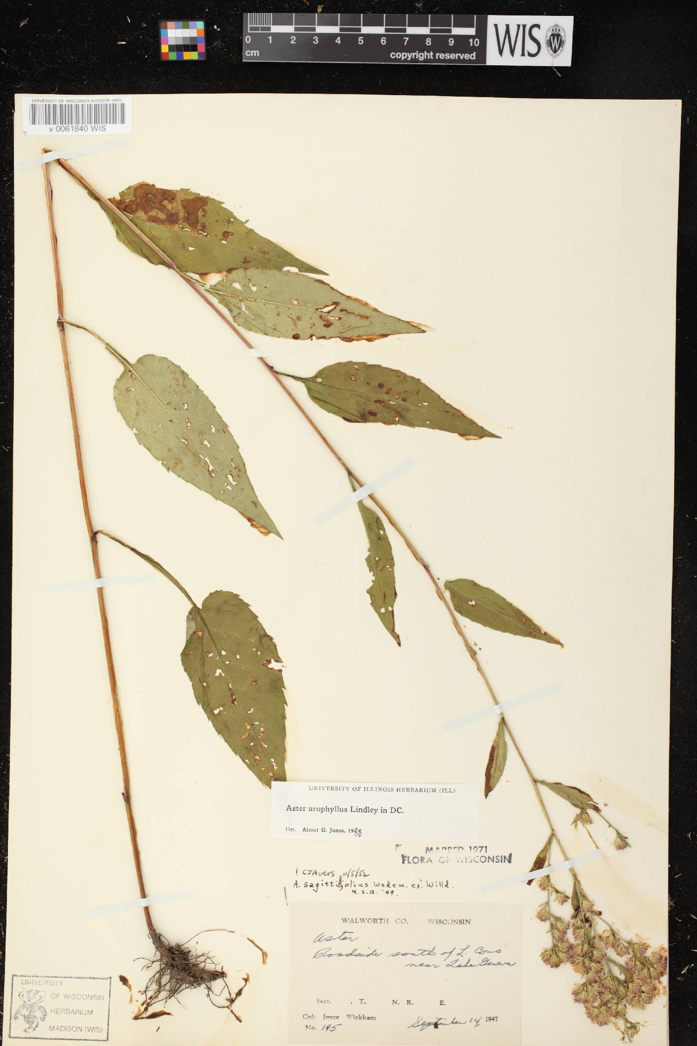 Symphyotrichum urophyllum image