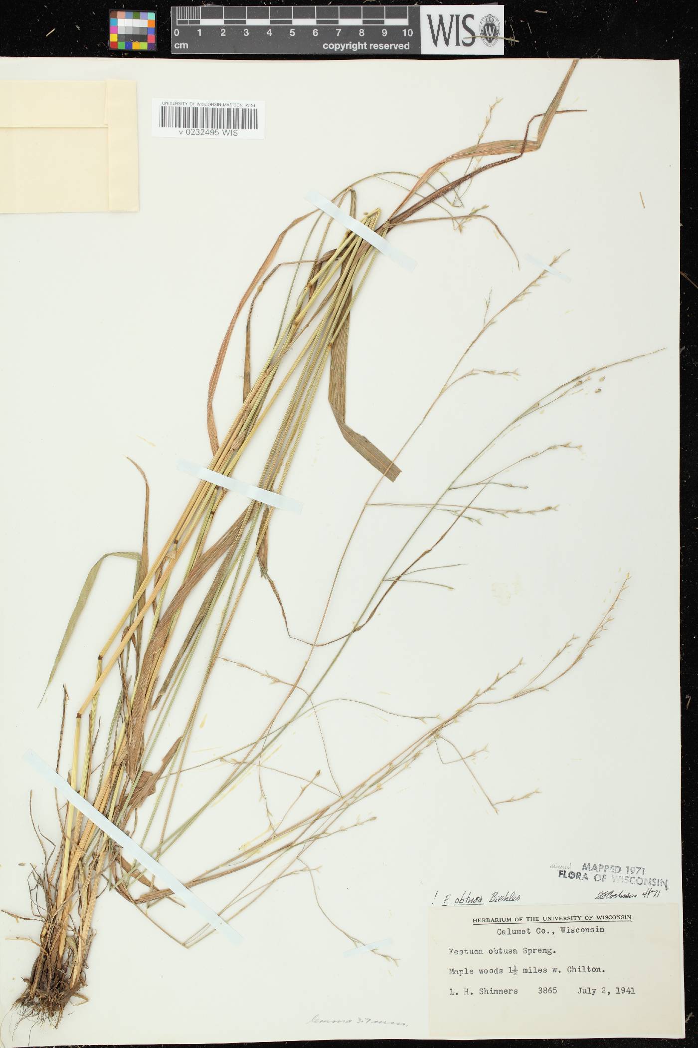 Festuca subverticillata image