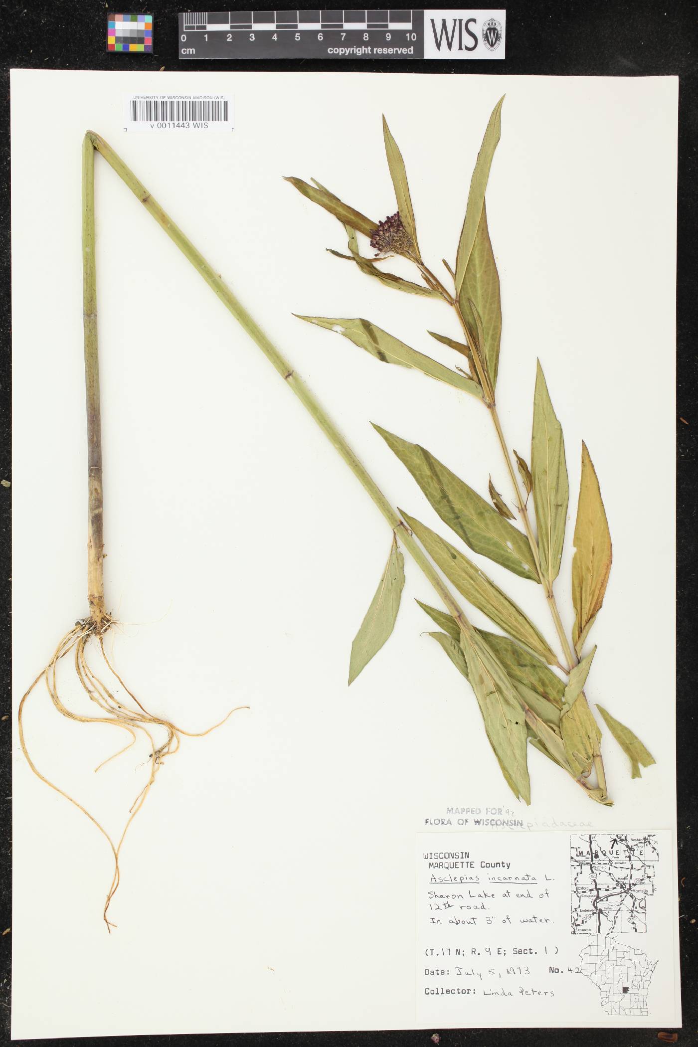 Asclepias incarnata image