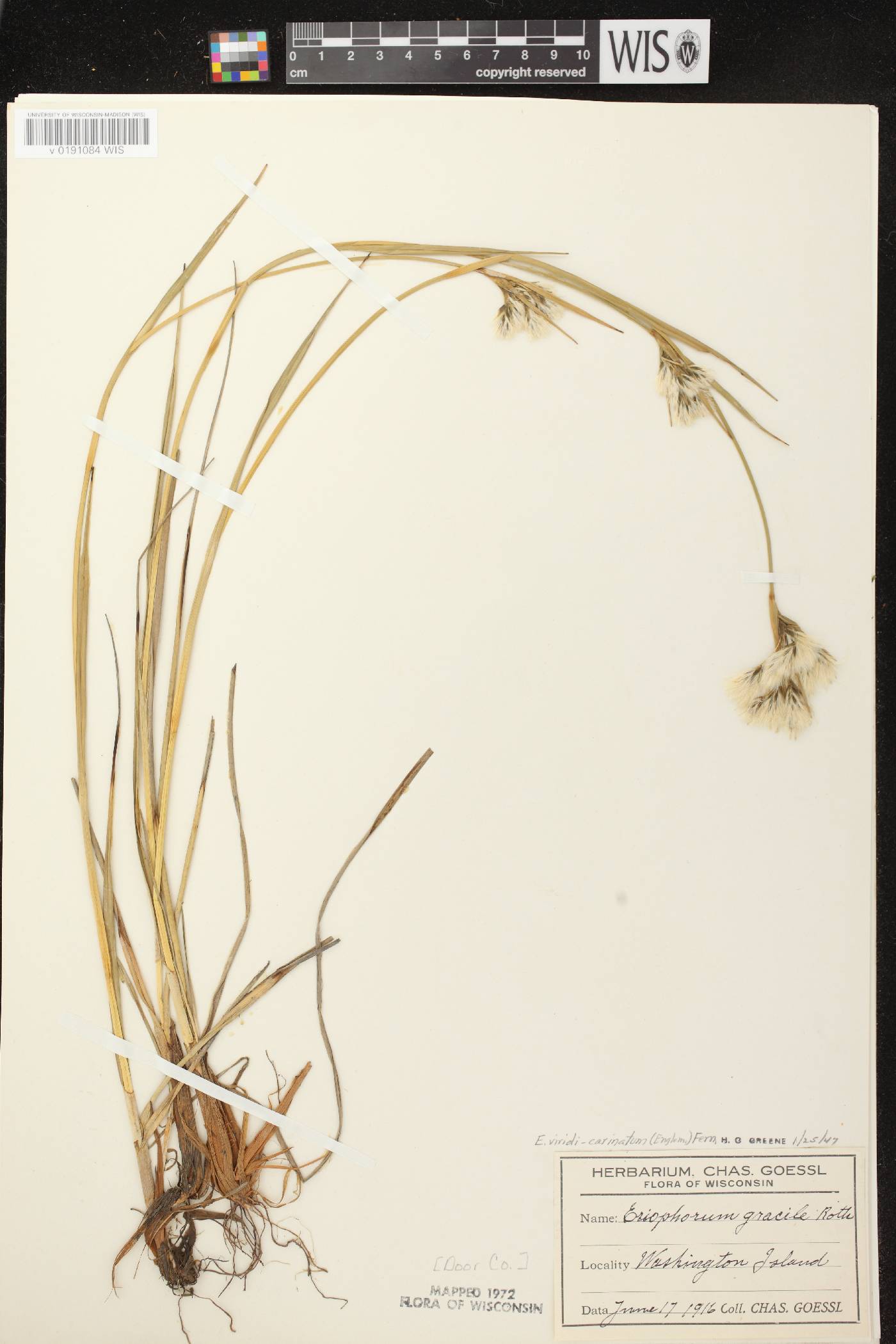 Eriophorum viridicarinatum image