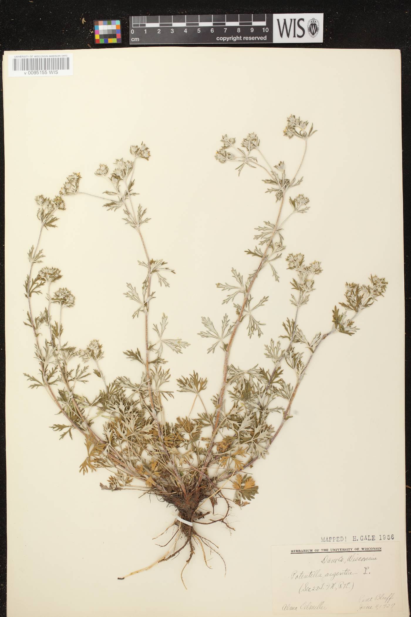 Potentilla argentea image