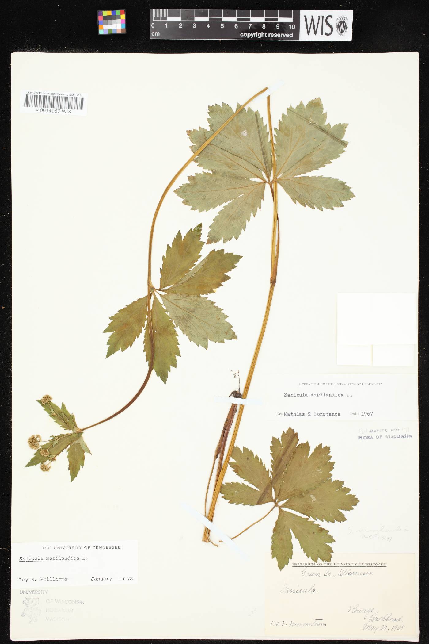 Sanicula marilandica image