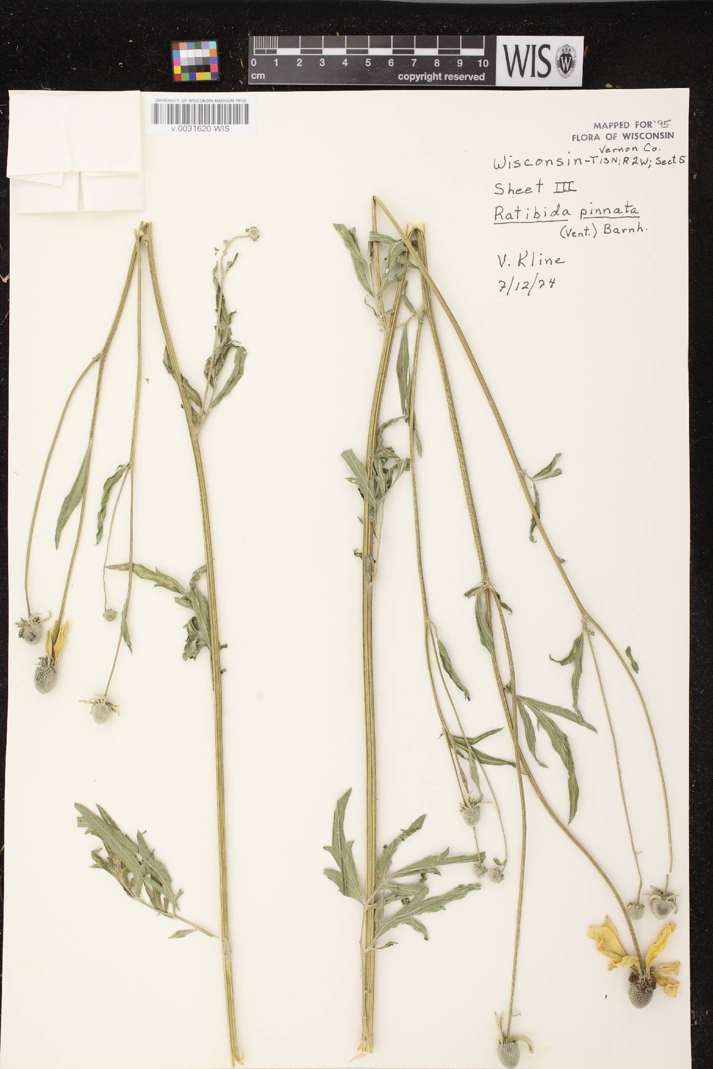 Ratibida pinnata image