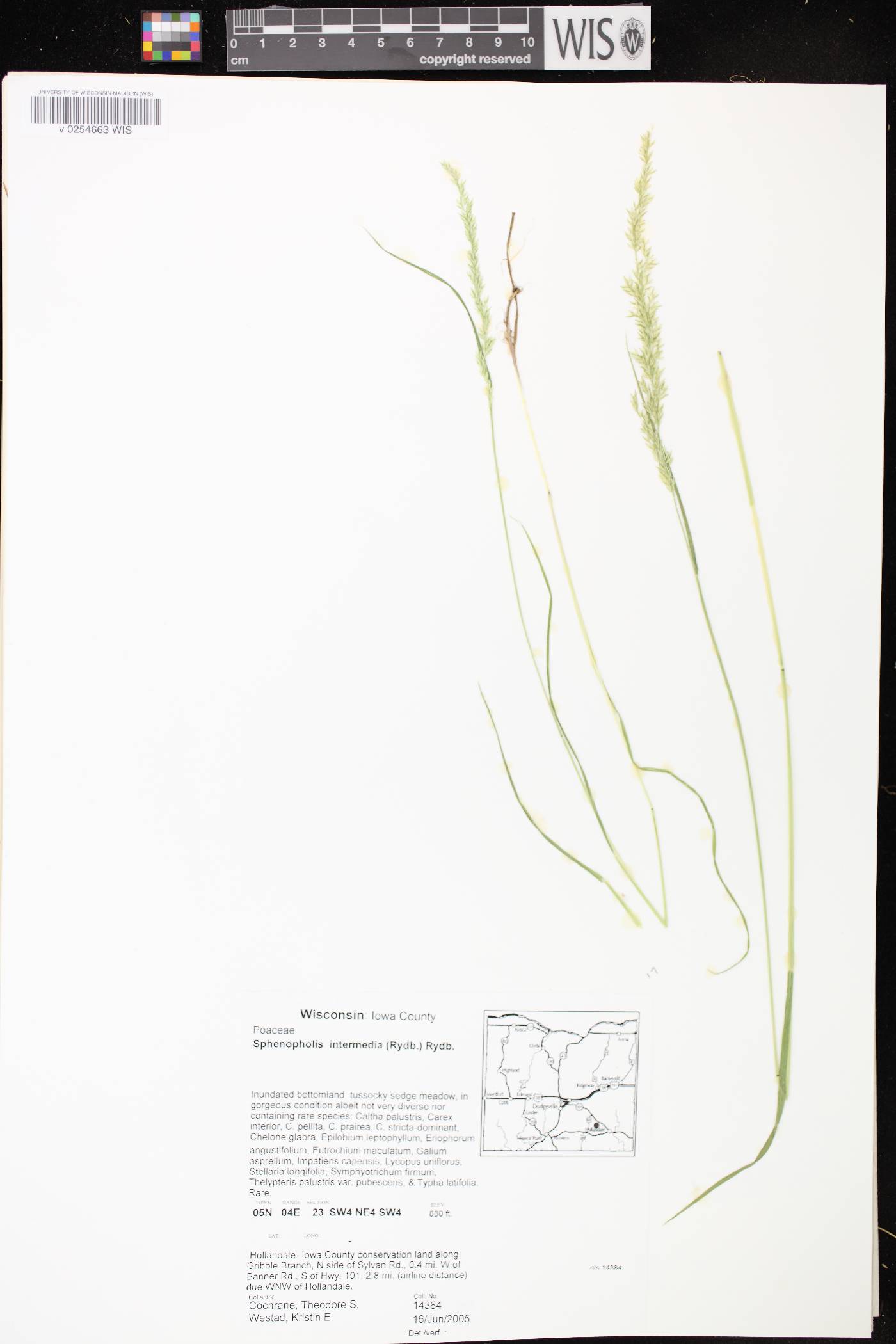 Sphenopholis intermedia image