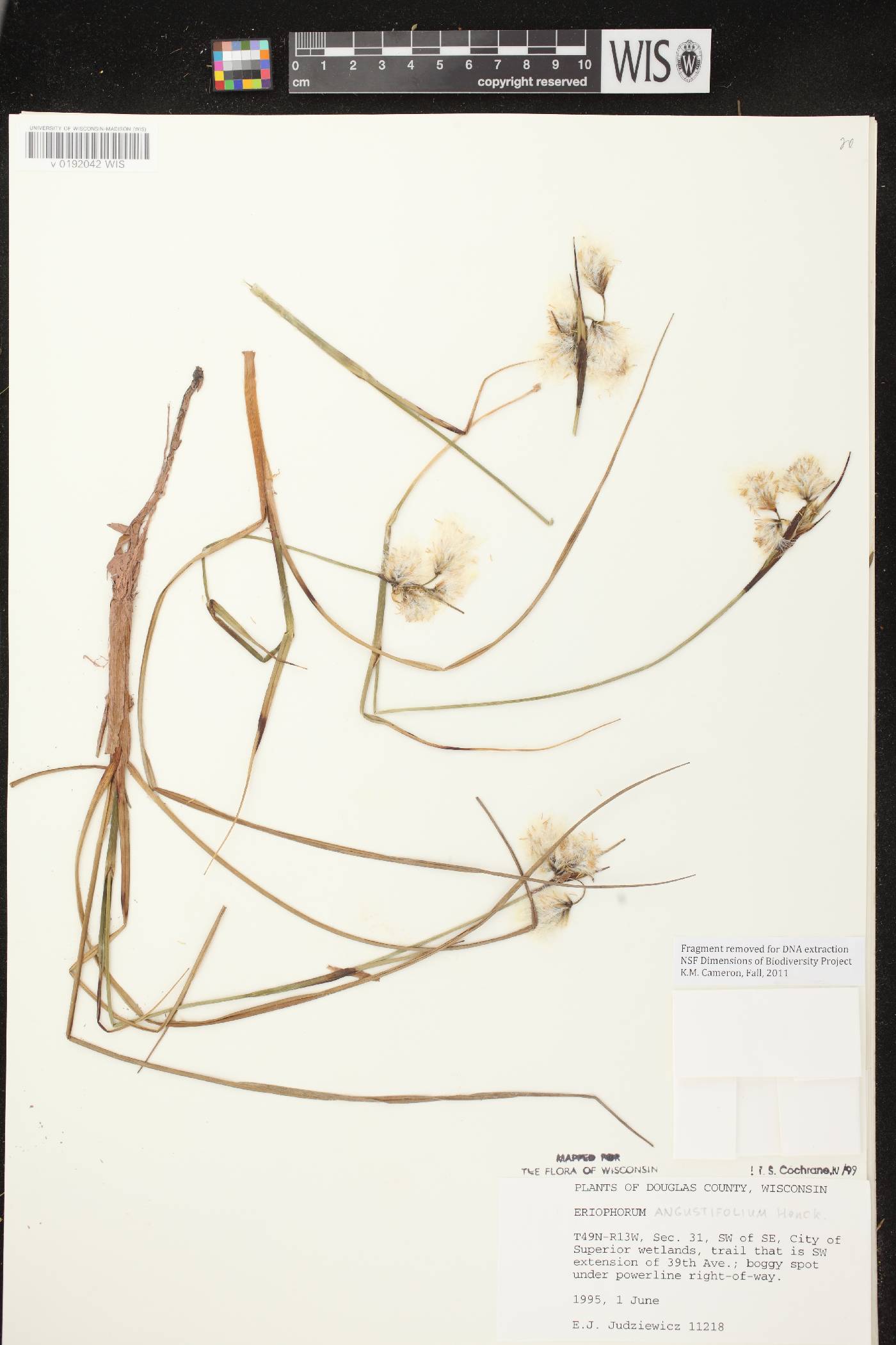 Eriophorum angustifolium subsp. angustifolium image