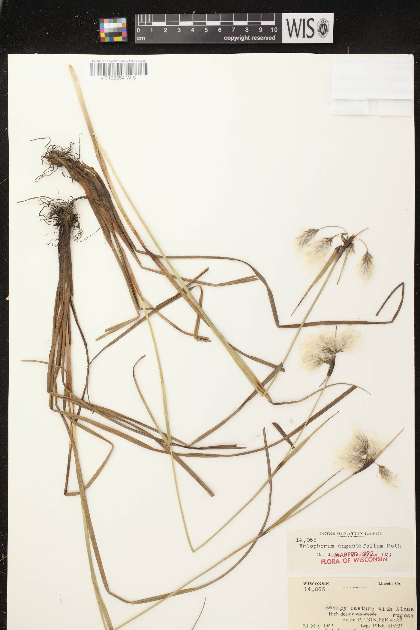 Eriophorum angustifolium subsp. angustifolium image