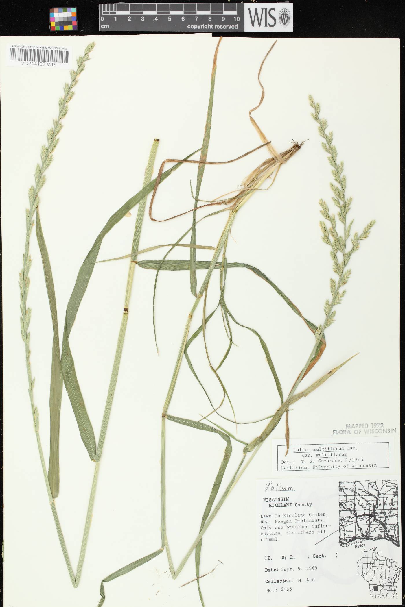 Lolium perenne subsp. multiflorum image