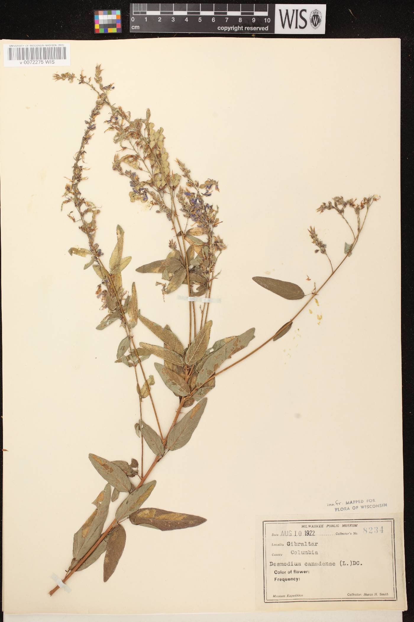 Desmodium canadense image