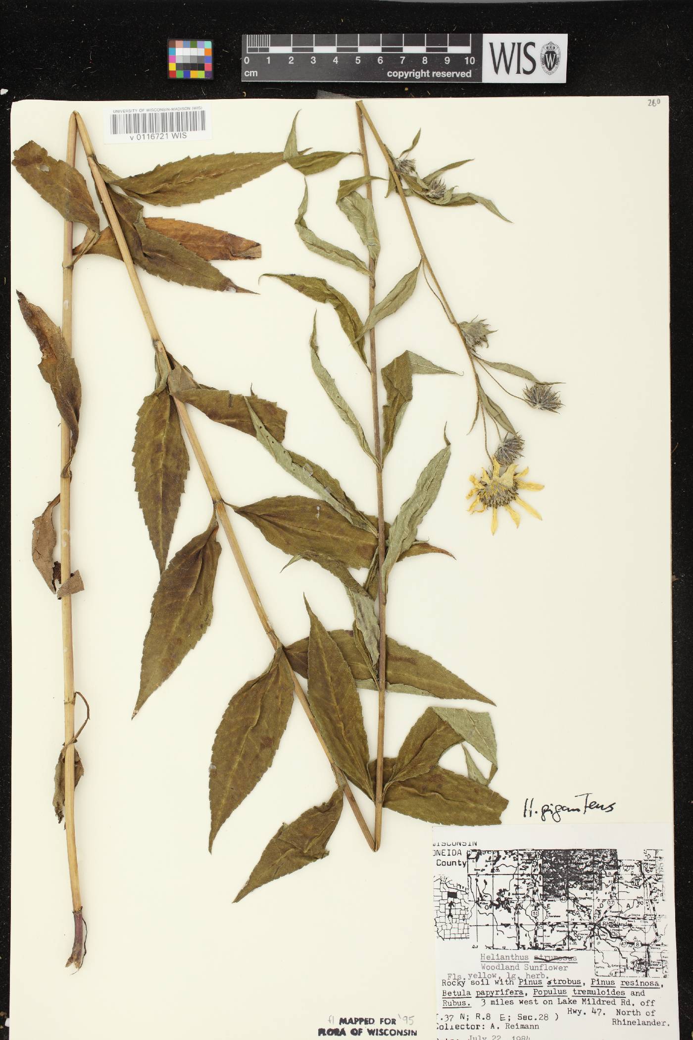 Helianthus giganteus image