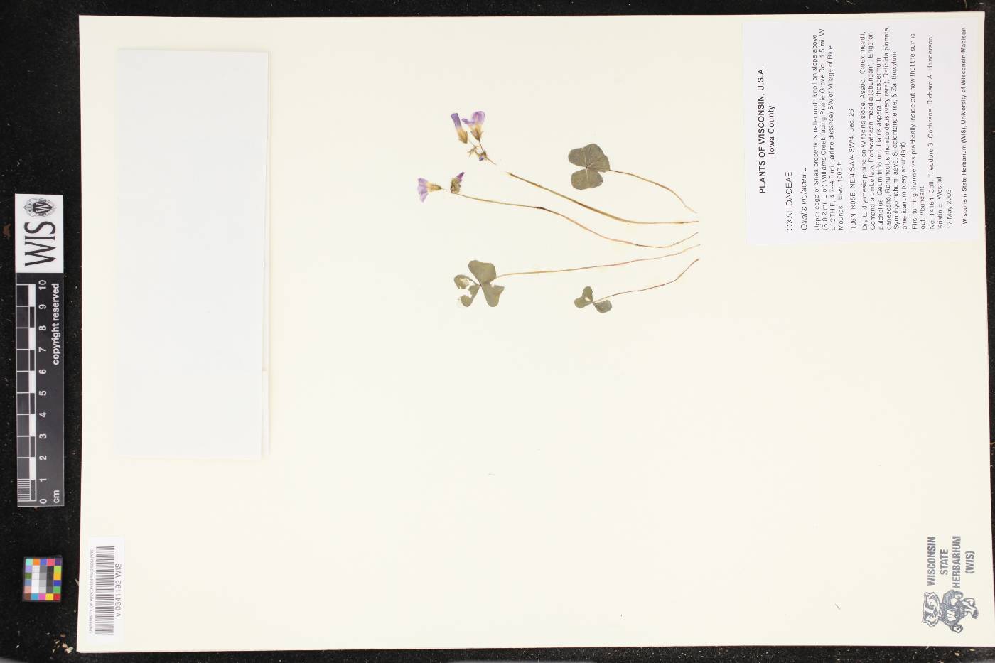 Oxalis violacea image