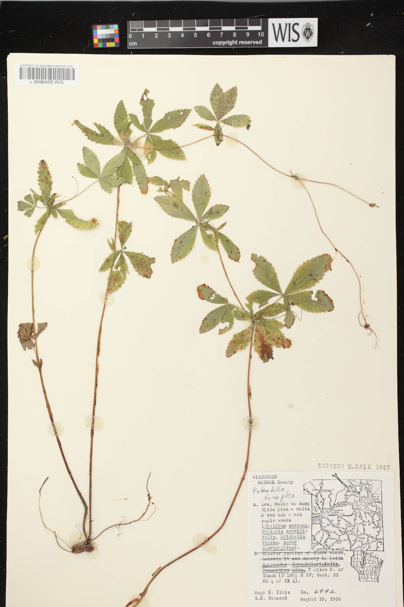 Potentilla simplex image