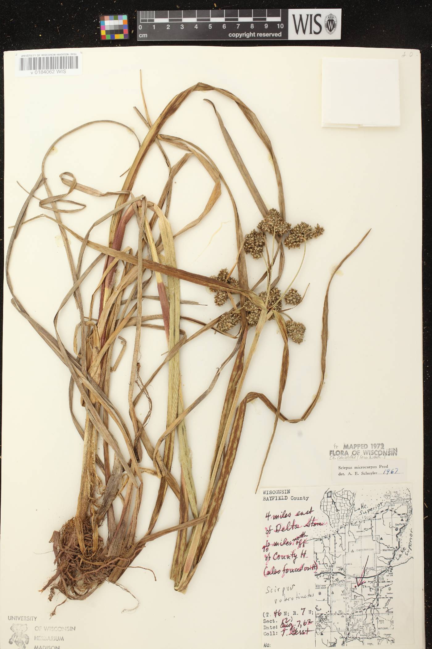 Scirpus microcarpus image