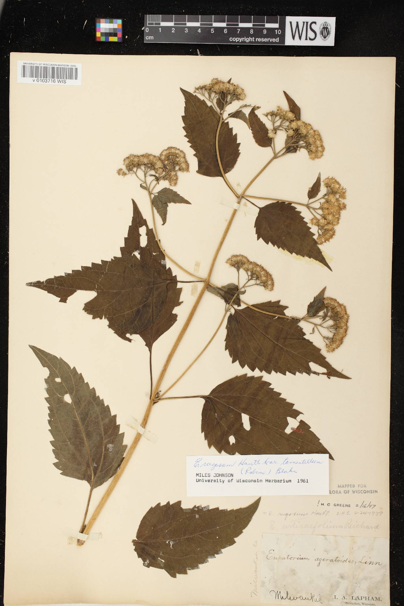 Ageratina altissima image