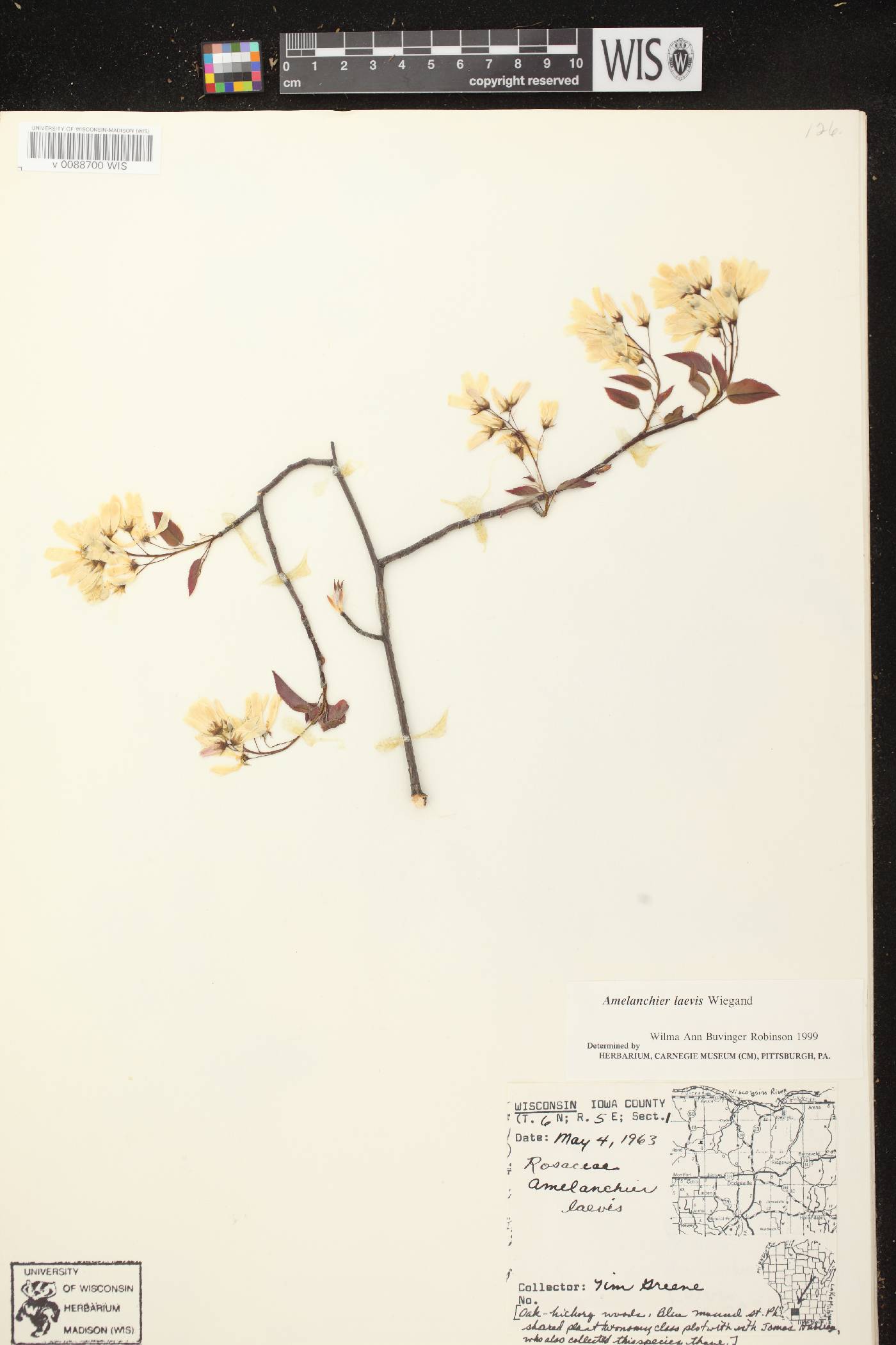 Amelanchier laevis image