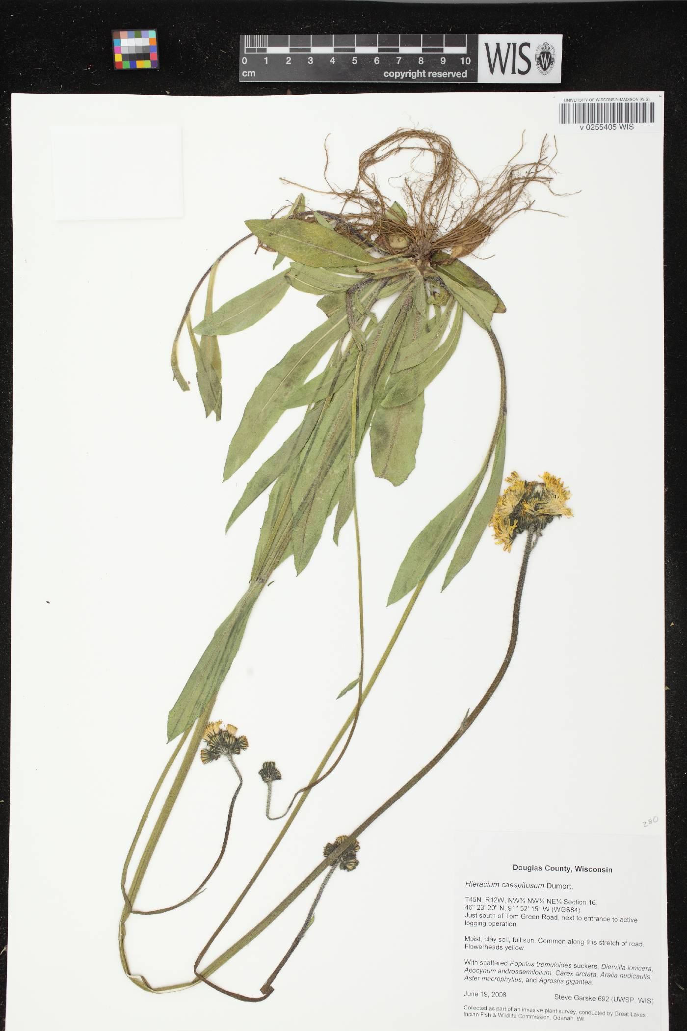 Hieracium caespitosum image