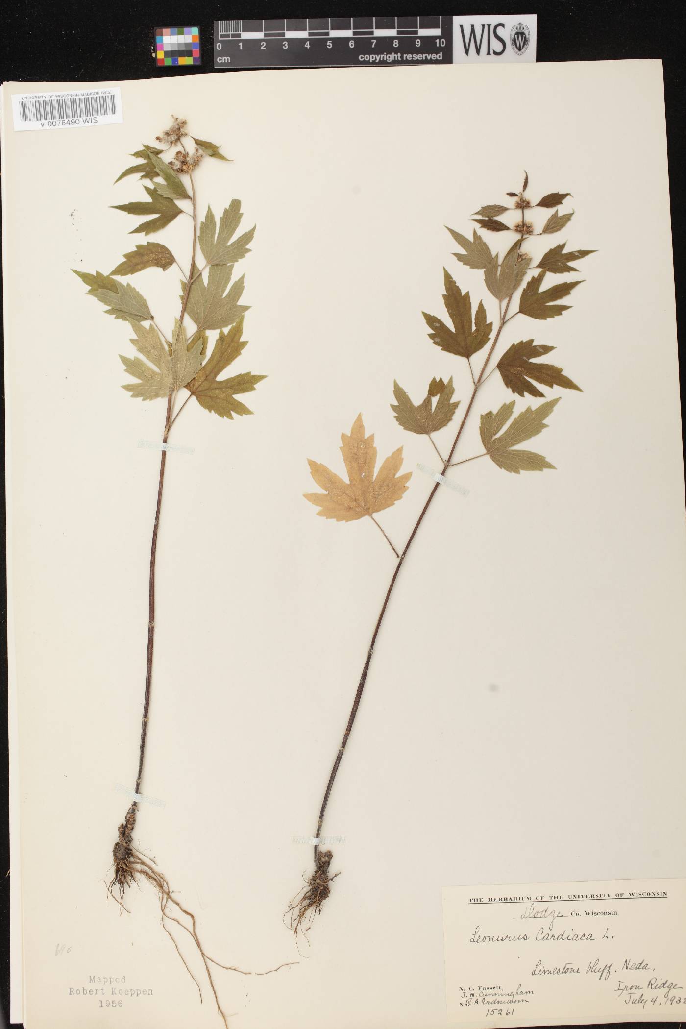 Leonurus cardiaca image