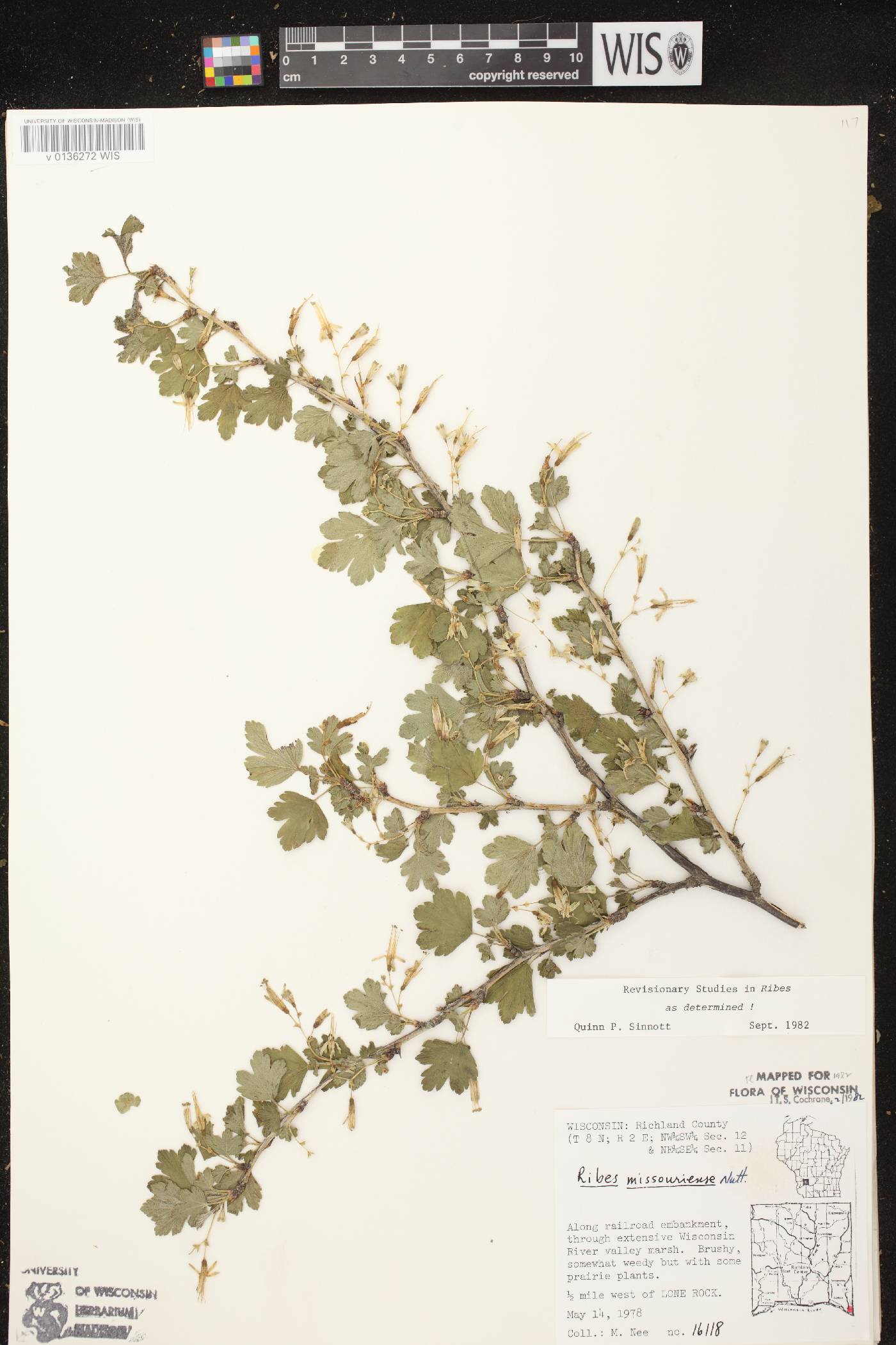 Ribes missouriense image