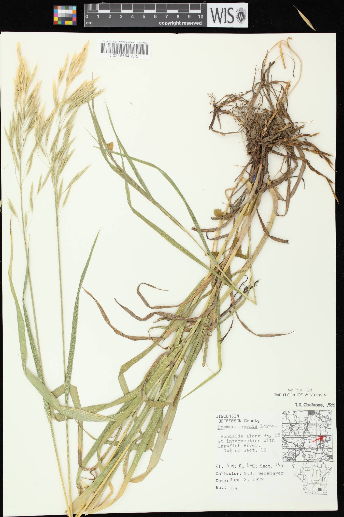 Bromus inermis image
