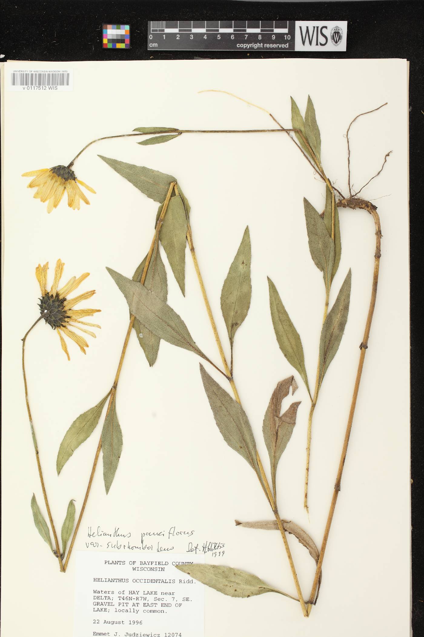 Helianthus pauciflorus subsp. subrhomboideus image