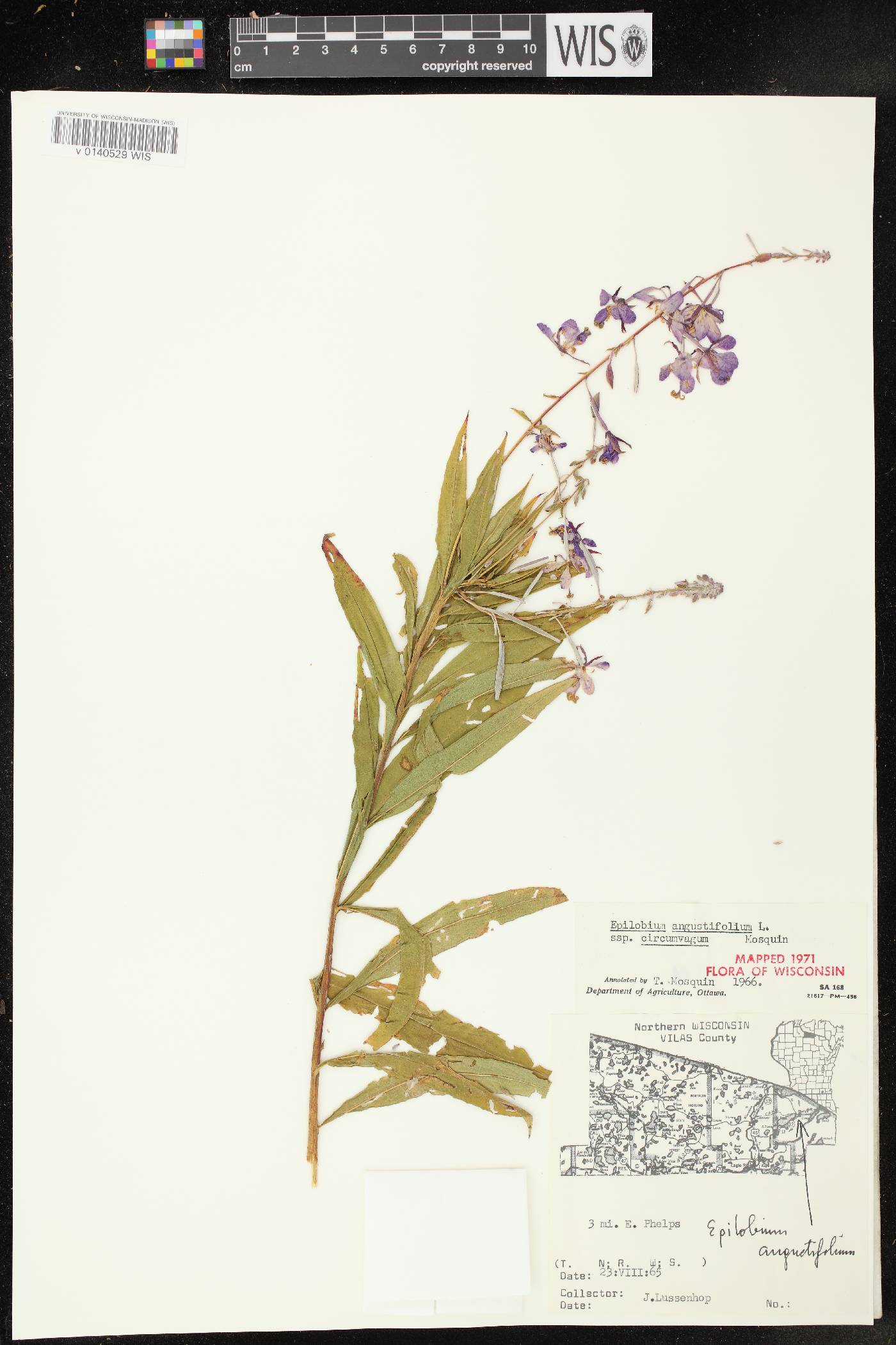 Chamerion angustifolium subsp. circumvagum image