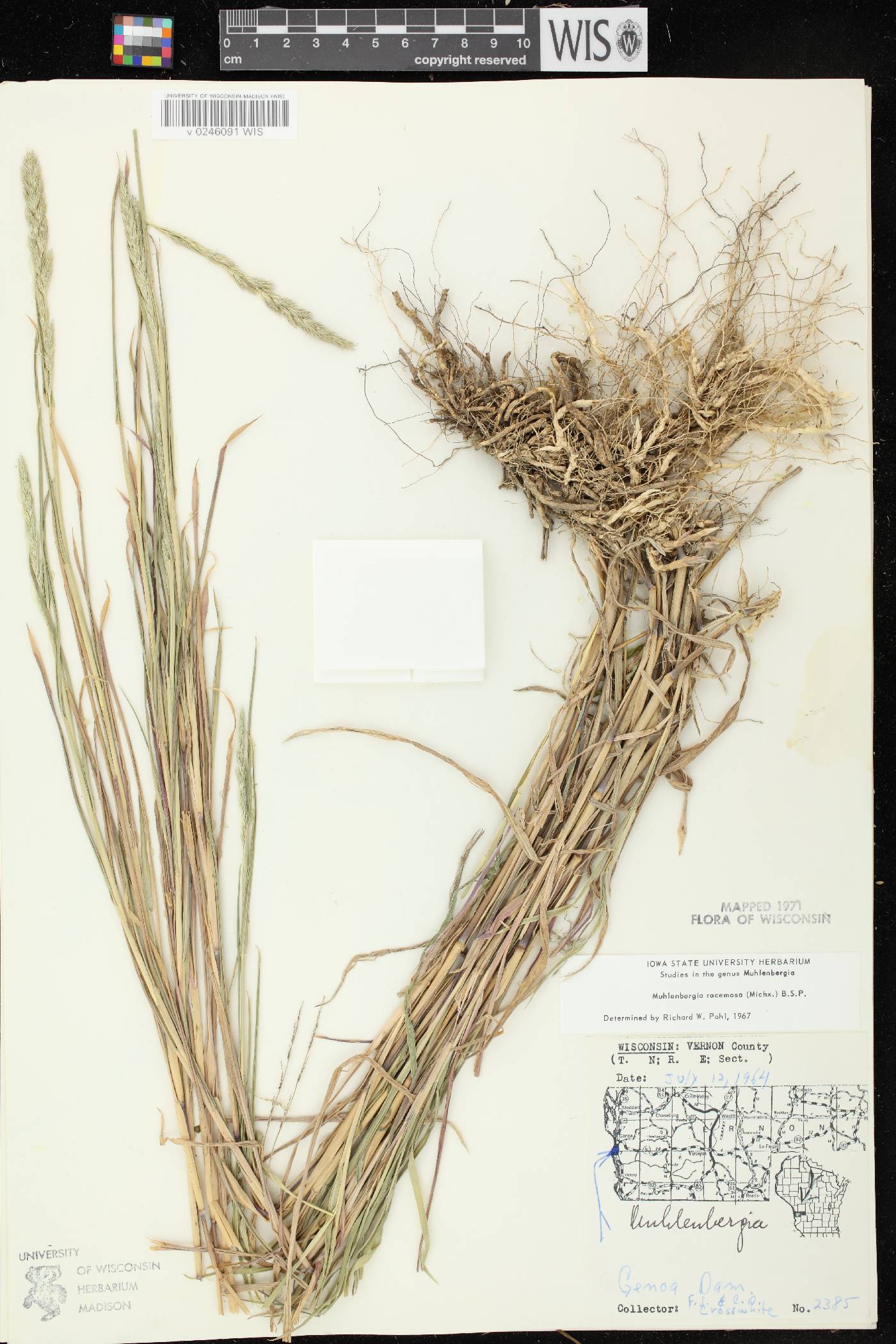 Muhlenbergia racemosa image
