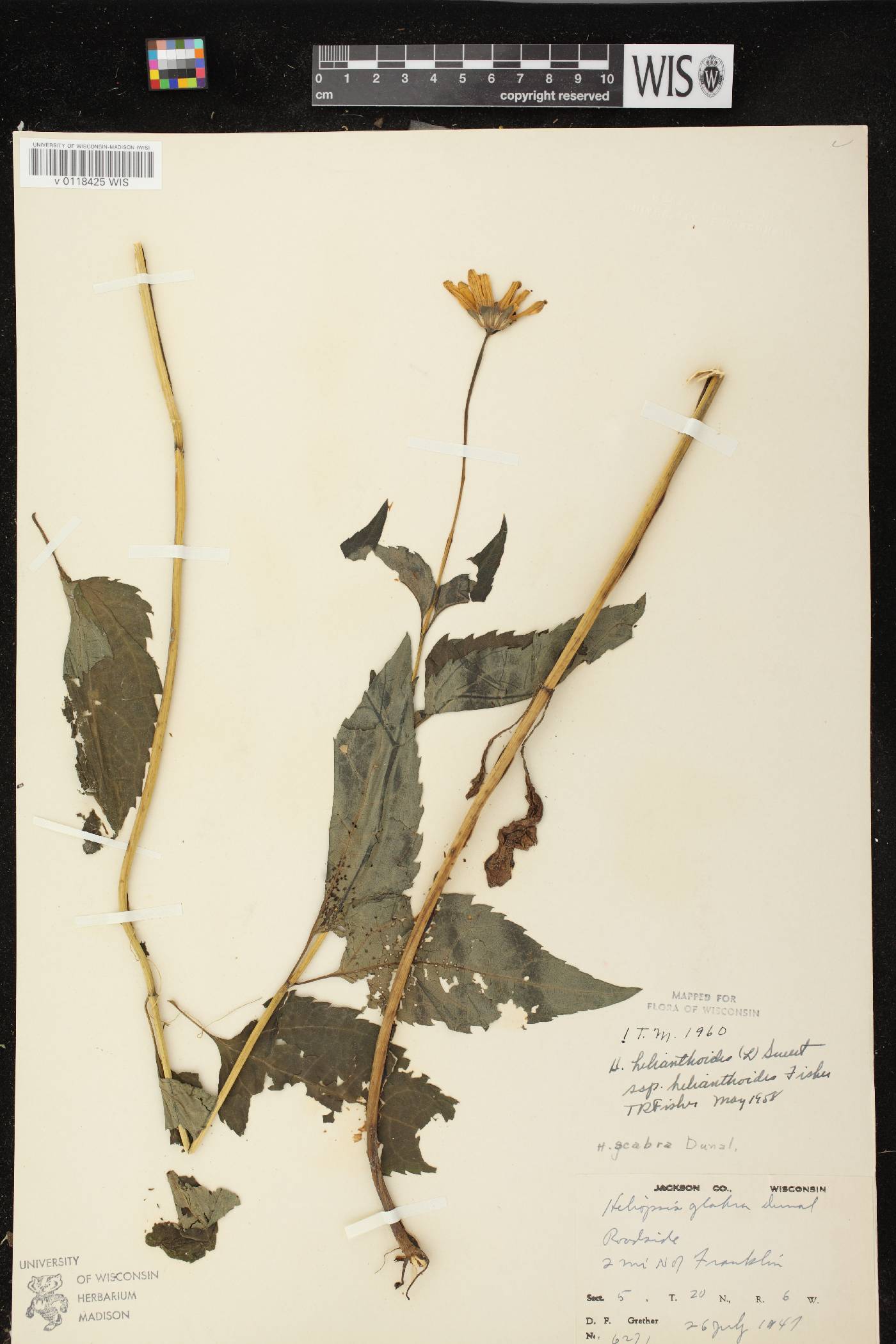 Heliopsis helianthoides var. helianthoides image