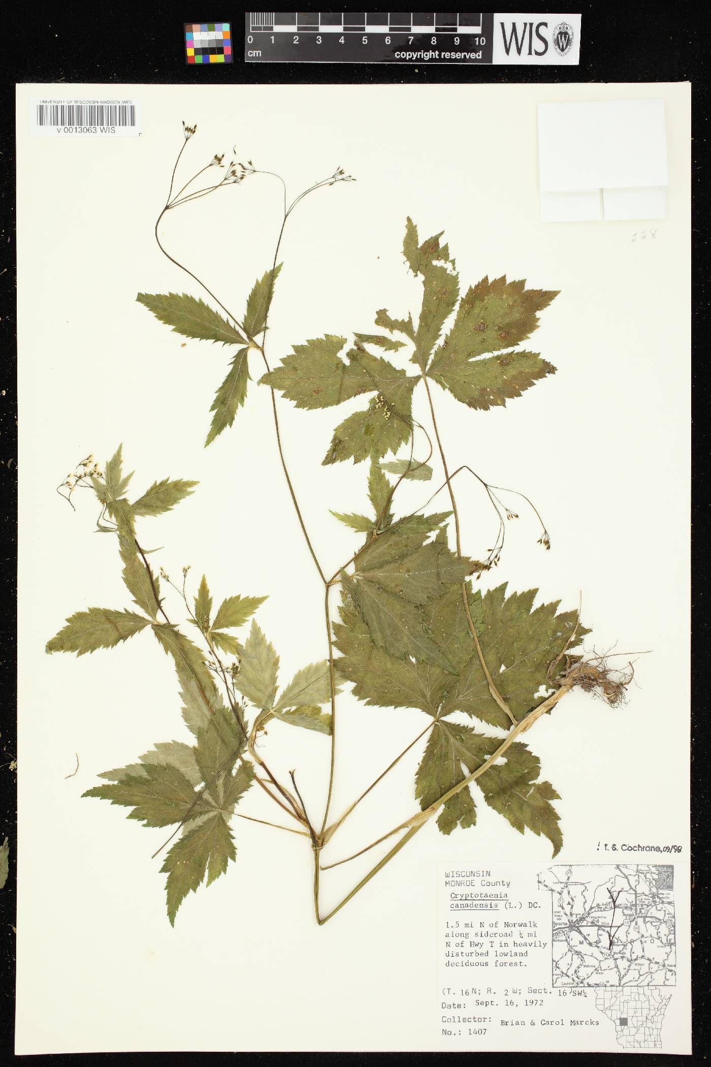 Cryptotaenia canadensis image