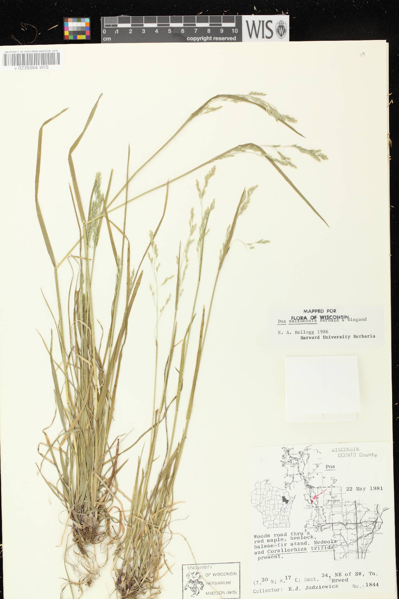 Poa saltuensis image