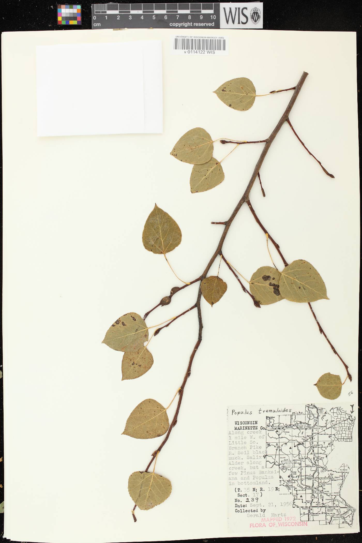Populus tremuloides image