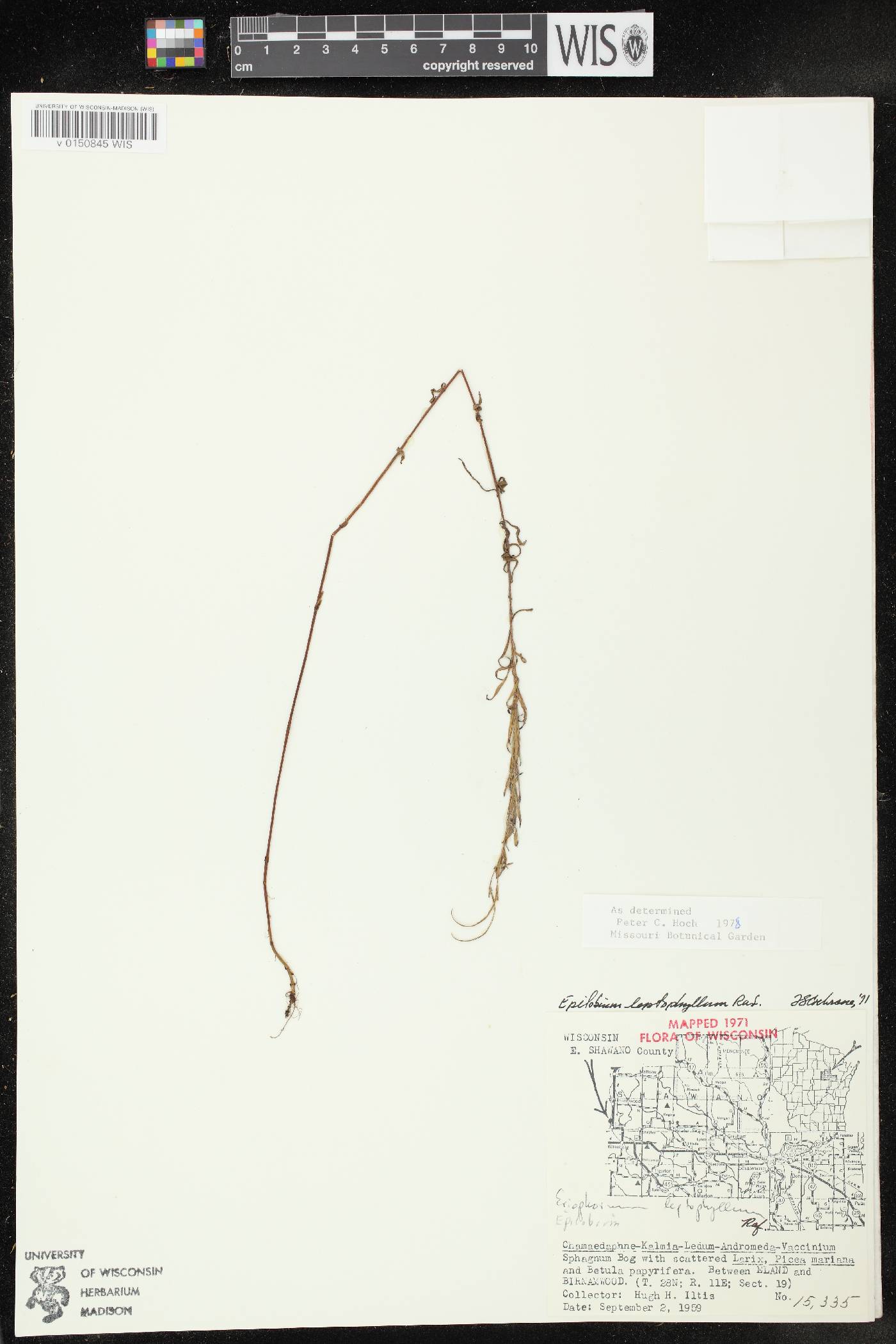 Epilobium leptophyllum image