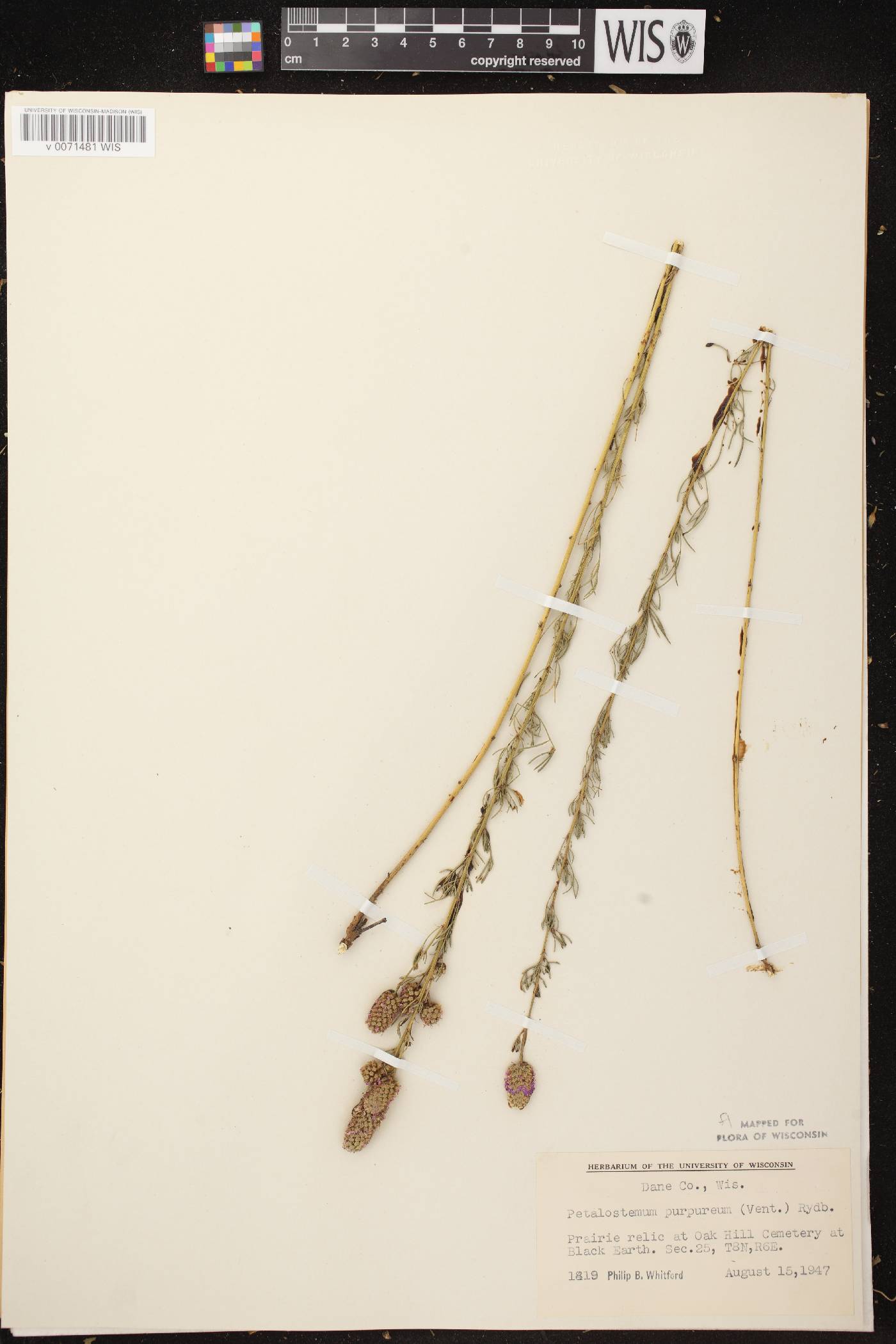 Dalea purpurea var. purpurea image