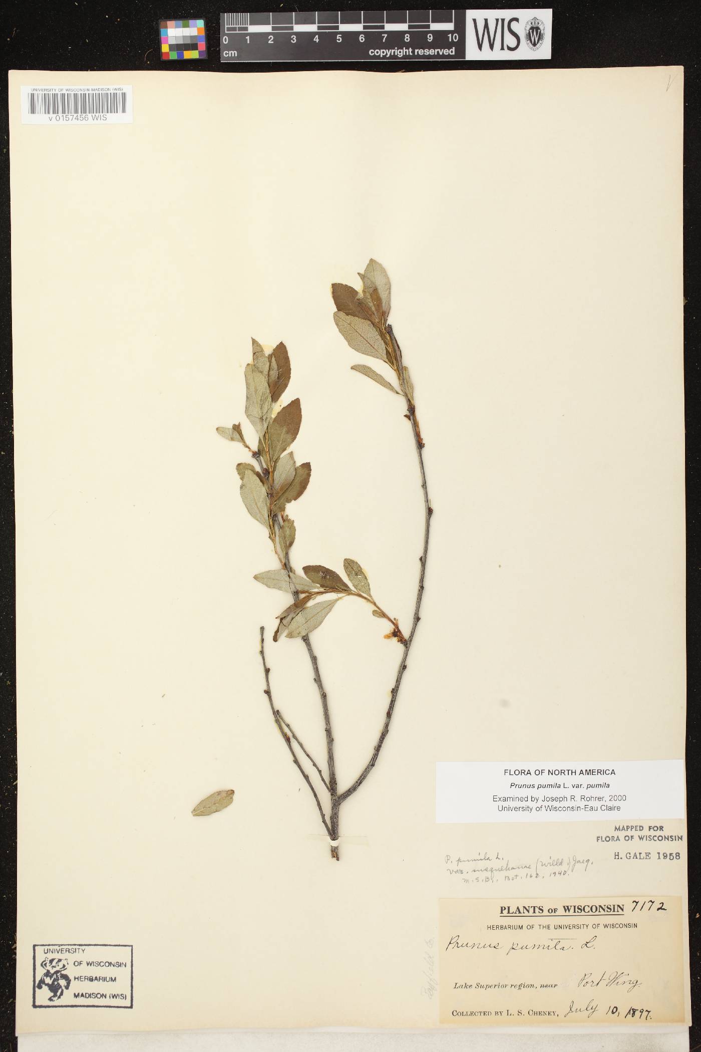 Prunus pumila image