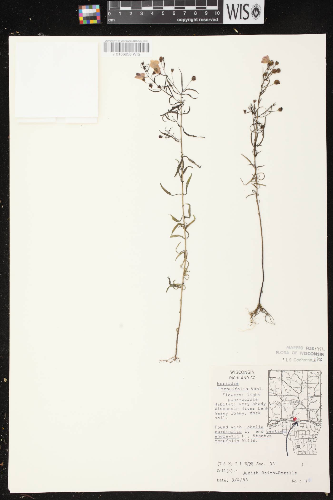 Agalinis tenuifolia image
