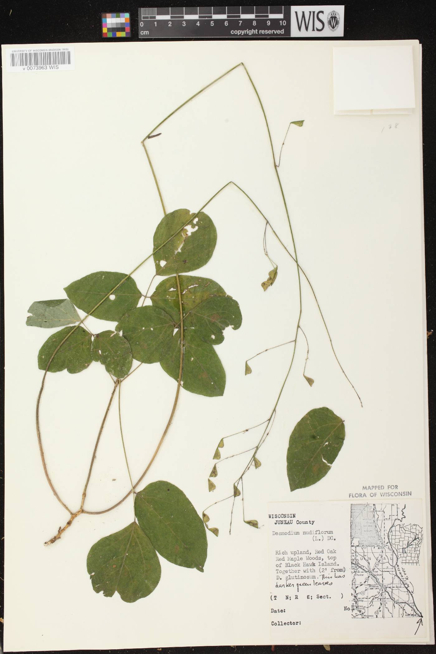 Hylodesmum nudiflorum image