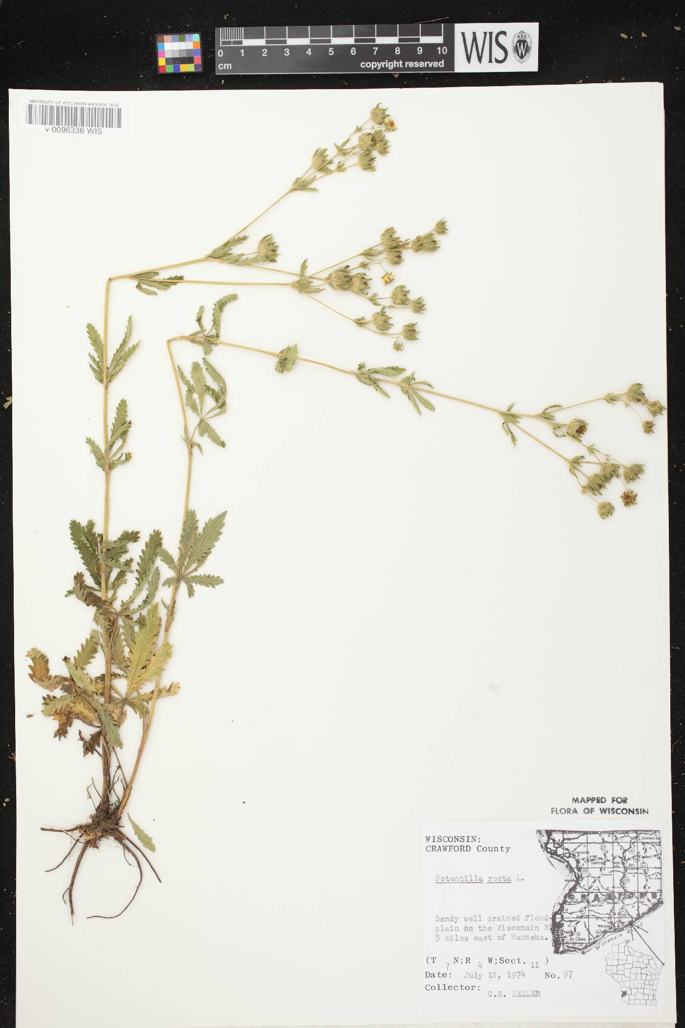 Potentilla recta image