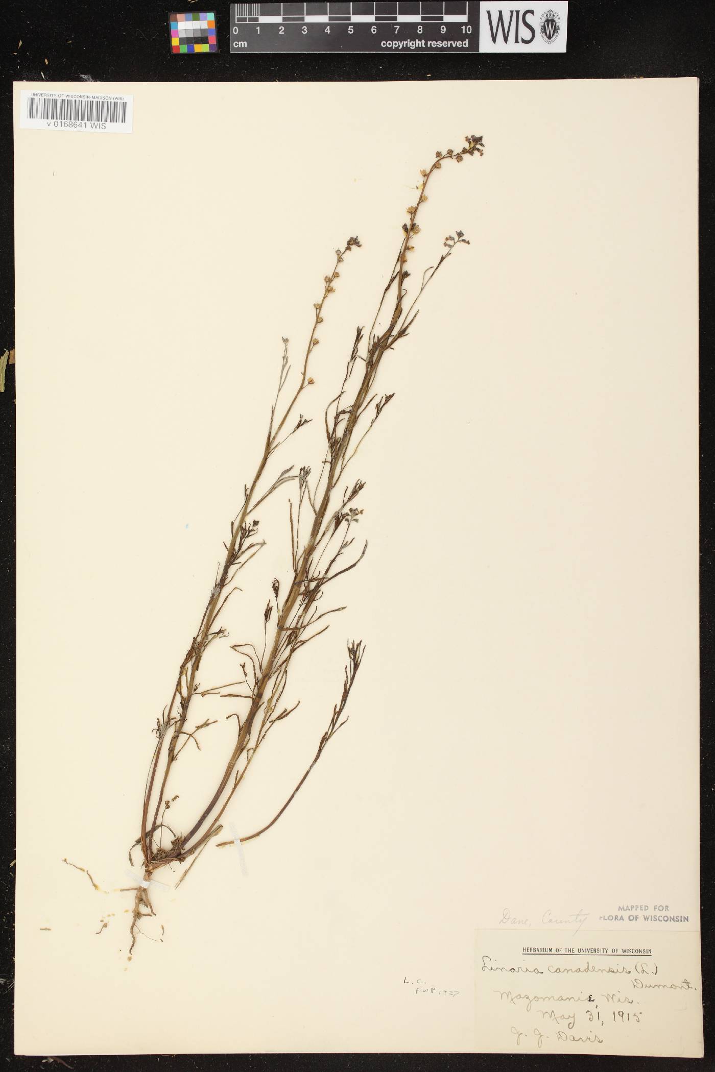 Nuttallanthus canadensis image